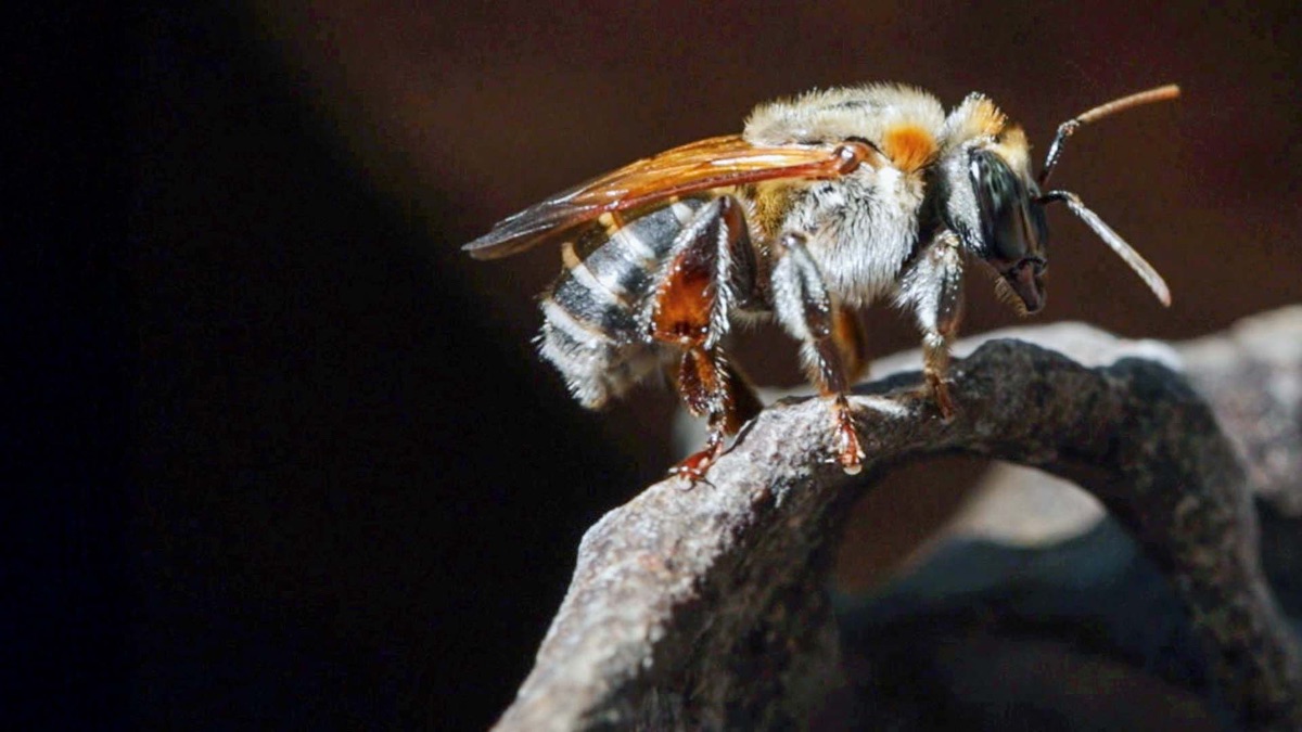 ‎Sacred Bees of the Rainforest - 360° Reportage (Series 2025, Episode ...