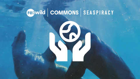 Read more about Protect the Wild