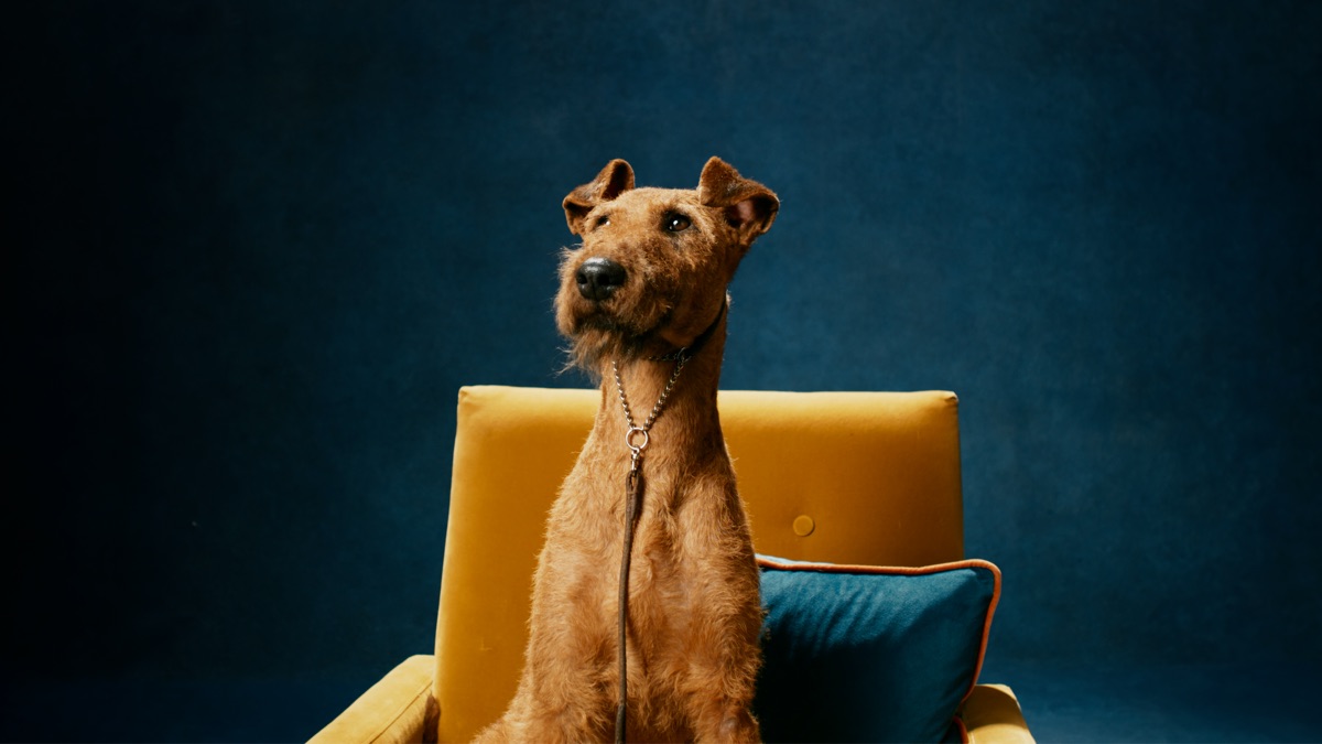 ‎Top Dogs - Official Trailer - Apple TV