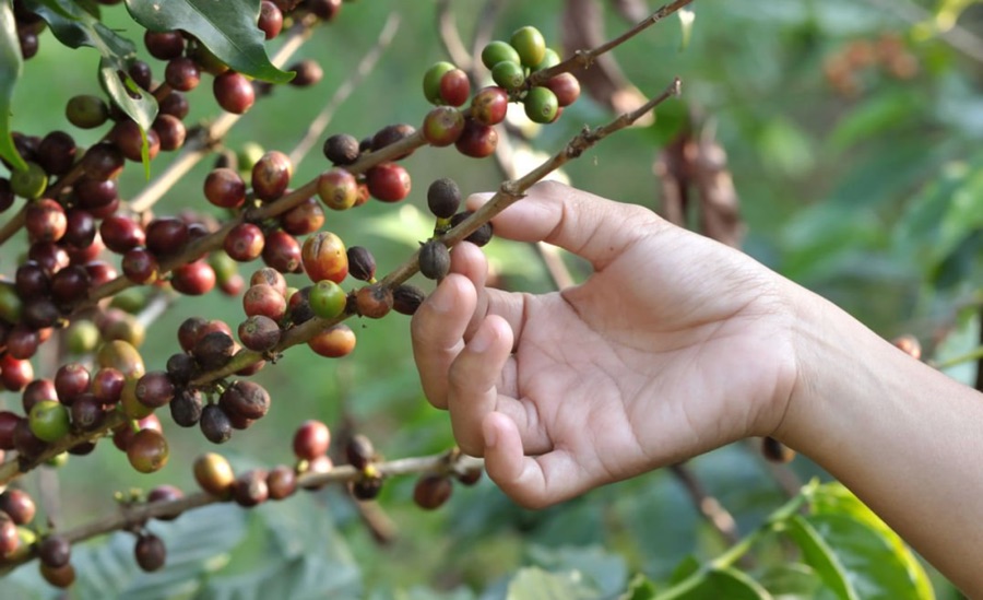 Fellow · 9 EcoFriendly Coffee Roasters To Visit