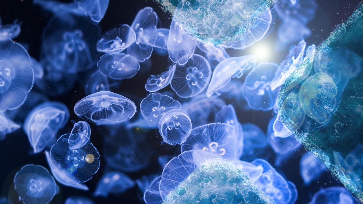 Der Schwarm Die Doku Welche Bedrohungen lauern im Meer? Der