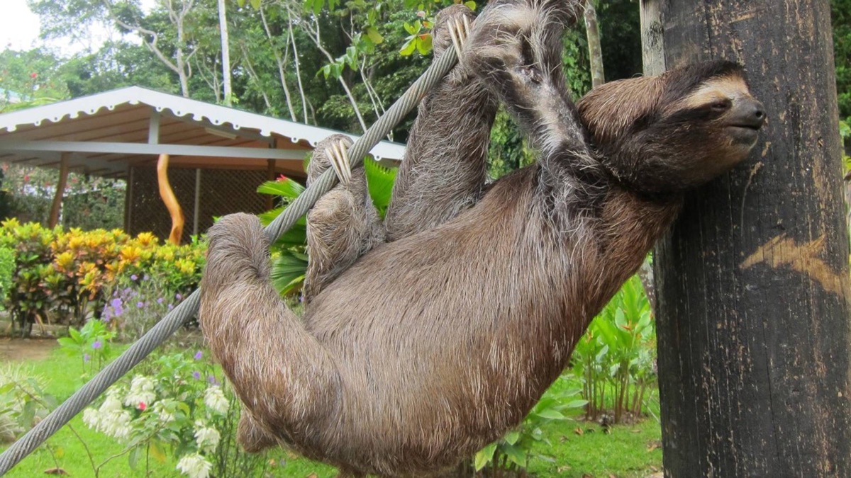 Meet the Sloths – Meet The Sloths (Season 1, Episode 101) - Apple TV (AU)
