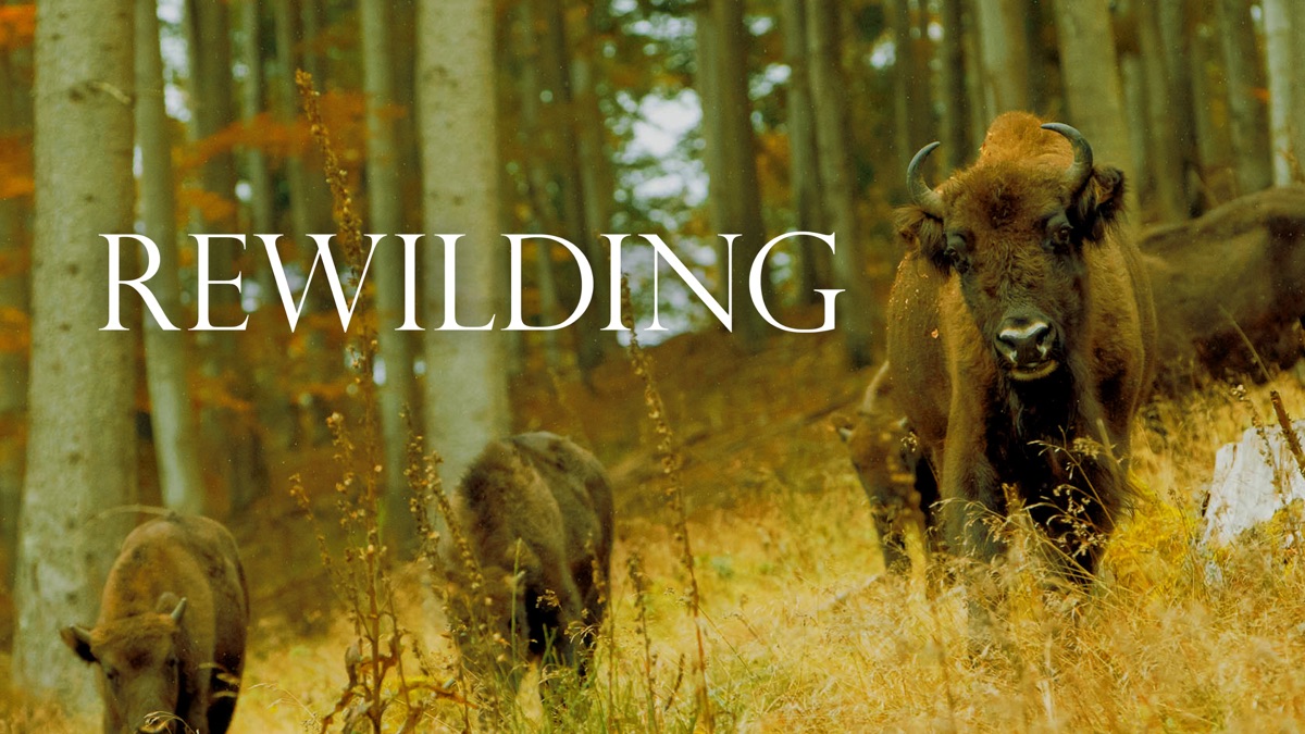 ‎Rewilding - Apple TV