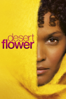 Desert Flower - Sherry Hormann
