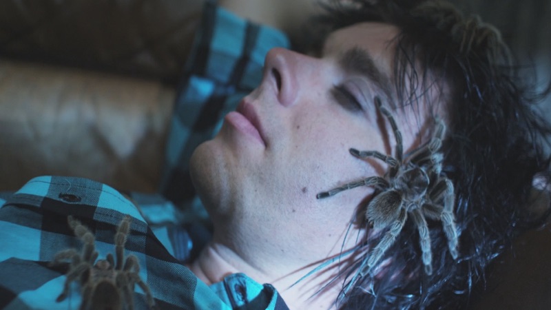 Spiders