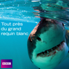 Tout près du grand requin blanc - Great White Shark : A Living Legend