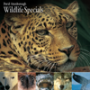 Lion - Spy In the Den - David Attenborough Wildlife Specials