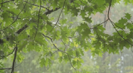 Rain Through the Trees - Tranquil Music and Relaxing Rain Shower While Sheltering Under a Might Oak Tree - Nature Music