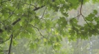 Rain Through the Trees - Tranquil Music and Relaxing Rain Shower While Sheltering Under a Might Oak Tree