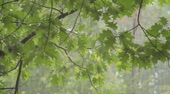 Video artwork for Rain Through the Trees - Tranquil Music and Relaxing Rain Shower While Sheltering Under a Might Oak Tree by Nature Music