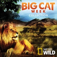 Big Cat Week Collection