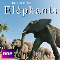 Télécharger En direct des éléphants Episode 1