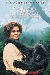 Gorilles dans la brume