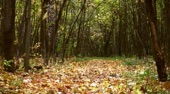 Video artwork for October - Falling Leaves on a Winding Path and Gentle Music to Relax You by Craig Riley