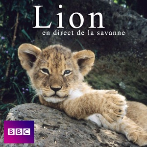 Lion en direct de la savanne - Episode 1