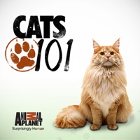 Cats 101, Season 2