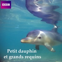 Télécharger Dolphins of Shark Bay, Petit dauphin et grands requins Episode 1