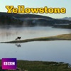 Yellowstone