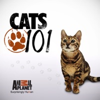Cats 101, Season 1