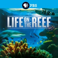 Télécharger Life on the Reef Episode 3