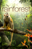 Rainforest - Julian Thomas