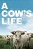 A Cow's Life