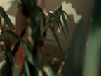 Jungle Drum