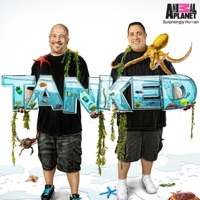Tanked, Season 2