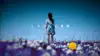 Himawari To Hoshikuzu (English Version)