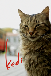 Kedi - Ceyda Torun Cover Art