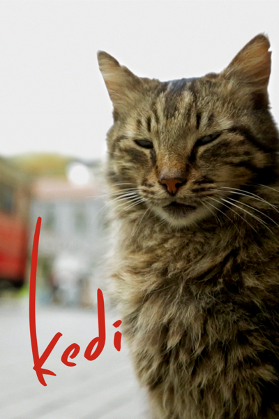 Kedi