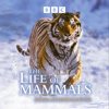 Life of Mammals - Life of Mammals