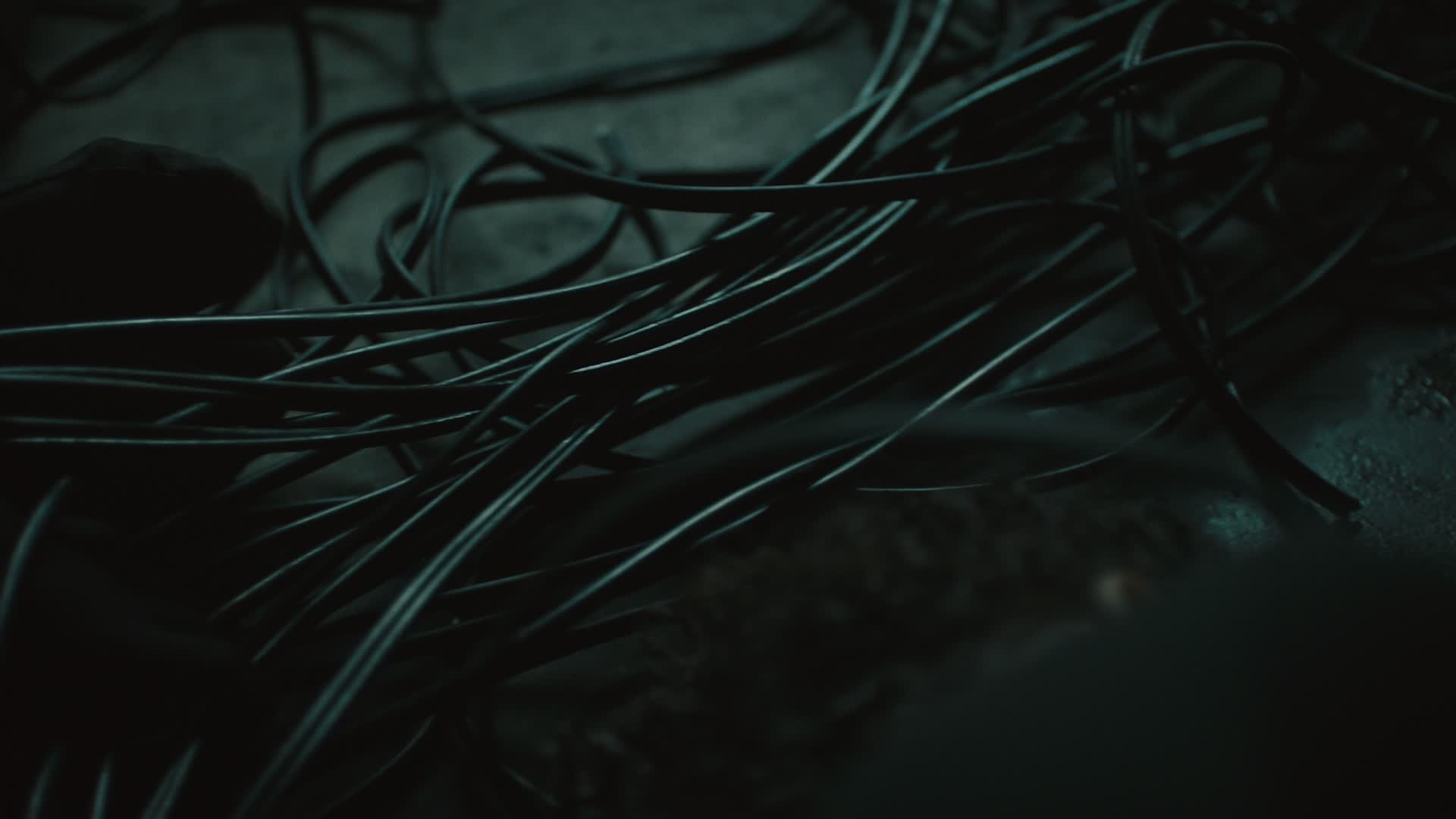 Crocus by Boston Manor