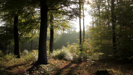 Peaceful - Alexei Welte
