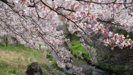 Sakura / The Song of the Cherry Blossom - 関口 大