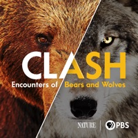 Télécharger Clash: Encounters of Bears and Wolves Episode 1