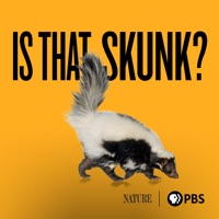 Is That Skunk?