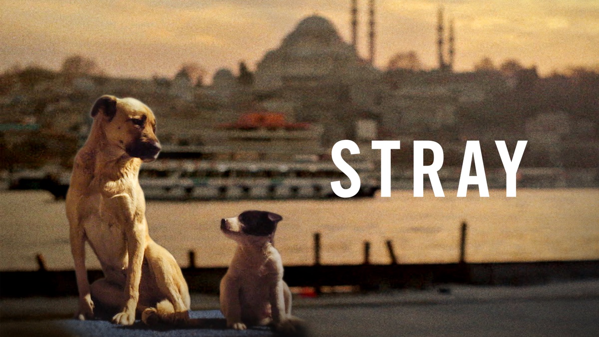 ‎Stray - Apple TV