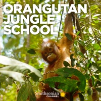 Orangutan Jungle School, Season 3
