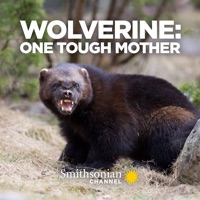 Wolverine: One Tough Mother