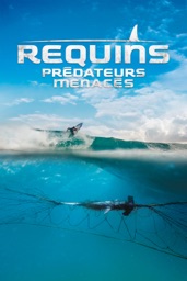 Requins : prédateurs menacés