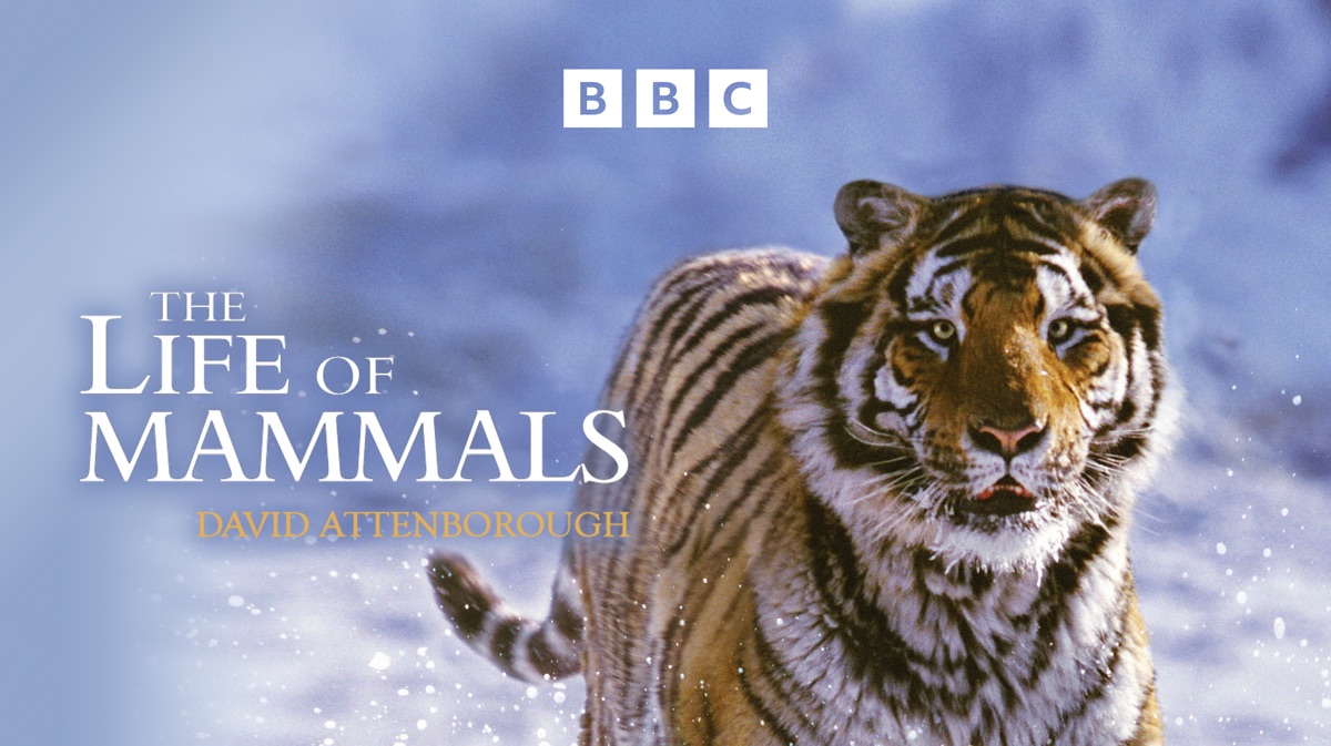 The Life of Mammals - Apple TV