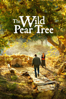 The Wild Pear Tree - Nuri Bilge Ceylan