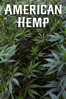 American Hemp - Unknown