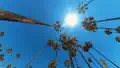 REACH FOR THE SKY