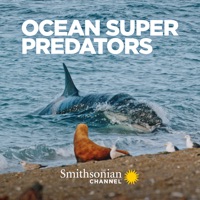 Télécharger Ocean Super Predators Episode 1