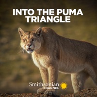 Télécharger Into the Puma Triangle Episode 1