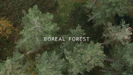 Boreal Forest - Mammal Hands