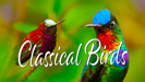 Classical Birds - John of Light