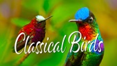 Video artwork for Classical Birds by John of Light